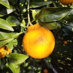 써니네농장 제주 한라봉 해풍맞은 새콤달콤 프리미엄 하우스한라봉 가정용 선물세트 : 행그리LIVE