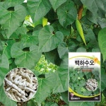 세계종묘 백하수오 50립 종자 씨앗 백수오 큰조롱 은조롱 약초 : 씨드앤쏘일