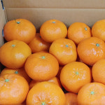 [가정용] 은서네농장 레드향 3kg/5kg/10kg : 은서네농장