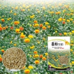 세계종묘 홍화 100립 종자 씨앗 잇꽃 아시꽃 연지꽃 홍화씨 약용 : 씨드앤쏘일