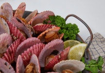 청정바다 통영 홍가리비 1kg 국산 제철 25-30미 : 러브마린 CRAB