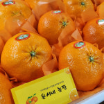 [선물용] 은서네농장 레드향 3kg/5kg/10kg : 은서네농장