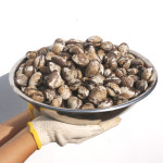 새꼬막 벌교꼬막 제철 당일 조업 3kg 5kg : 오앤디상회몰