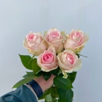 빅토리아장미  농장직송 졸업 생일 축하 장미꽃 꽃선물 장미 스승의날 어버이날 기념일 : 송현장미