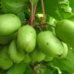 다래 용성2호 묘목 판매, (청아원예조경) : 청아원예조경