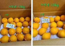 서귀포삼춘농장.청정 제주의 건강한 농산물.하우스 한라봉 : 서귀포삼춘농장