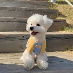 애견의류 예쁜강아지 옷 패션 셔츠 봄 가을 중형 소형견 귀여운 스웻셔츠 새끼 고 : 베베망고