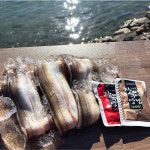 최상급 자연산통영 바다장어 1kg 붕장어 아나고 손질후 머리뼈포함750g : 구리농수산