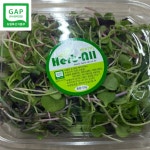 새싹채소 베이비채소 1팩 약50g 국내산 청경채 적양무 아마란스 적무 비트 중 4종이상 : 가락은혜상회
