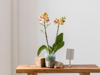 오렌지 서양난 호접란 쌍대 인테리어 집꾸미기 축하선물 : 오브제그린