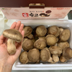 대관령 솔송고 송암 버섯농장 표고 송이버섯 송화고 무농약 버섯 1kg : 더하기팜
