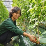 GAP인증 논산금홍농장 붉은금고당도요요토마토 30년장인 당일수확발송3kg : 금홍농장