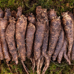 더덕모종 더덕묘종 500g 1kg : 코미다 Comida
