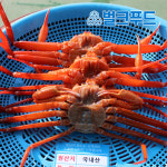 산지직송 홍게 박달 붉은 대게 자숙 게 : 벌크푸드