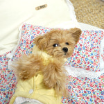 개과천선 쉐입 강아지 침대 방석 애견 쿠션 플라워패턴 꿀잠 사계절 고양이 베개 이불 세트 : 개과천선스토어