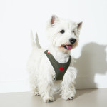 강아지 하네스 방수 퍼피갤러리 하트 버클 XS 웨더프루프 애견 가슴줄 목줄 : PICKYSHOP 피키샵