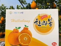 나주 한라봉 16브릭스 고당도 3kg 10kg 대과 선물 나주 지연농장 : 담글상회