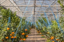 제주도 감귤 카라향 천혜향 한라봉 레드향 황금향 10kg 5kg 3kg 가정용 일반용 선물용 제주시 농장직송 : 제주품은간드락