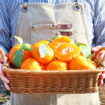 상큼한 제주 홍미향 홍매향 동백향 2.5kg-4.5kg : 라이프 by 힐링스타일
