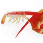 새우까는도구 새우껍질제거기 새우손질집게 : 더유니몰즈