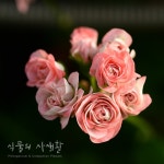 ::국내제라늄:: 혜윰 _ 라니천사 : 식물의 사생활