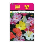 분꽃 20립 꽃씨 꽃 씨앗 종자 모종 텃밭 주말농장 아람종묘 그린종묘농약사 : 허수아비정원