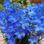 델피늄 치어블루 노지월동 다년초 봄꽃 오래피는꽃 추위에 강한 내한성(2포트부터) : 화유일기꽃모종농장