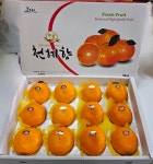 달콤한 제주 천혜향 가정용 3kg,5kg,10kg : 현승농장