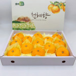 과즙팡팡 2025년 제주 햇 천혜향 선물용, 가정용 3kg / 5kg : 주니농장