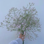 핑크페어리  농장직송 졸업 생일 축하 장미꽃 꽃선물 장미 스승의날 어버이날 기념일 : 송현장미