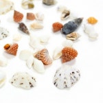 소형 조개껍질 종합 재료 : 영농조합법인 에듀팜