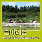 승마,카트,사격,파크골프 제주도 목장카페 체험 [ 택1 ] : 드르쿰다올패스