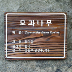수목표찰 140X105단색 나무꽃이름표 텃밭 화단 정원 원목표지판 식물원 작물표시 : 에칭월드