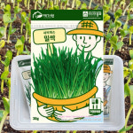 새싹채소 밀싹 씨앗 종자 30g 수경재배용 새싹키우기 : 태웅씨앗자재마트