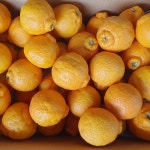 제주 한라봉 3kg 5kg 10kg 서귀포 제철 선물용 가정용 산지 직송 : 별숲농장