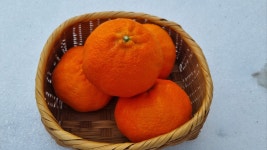 제주 서귀포 레드향 고당도 만감류 가정용 선물용 5kg 명절선물 레드향 열리는귤 : 열리는귤