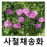 사철채송화 송엽국 포트묘 15개묶음 : 언니농원