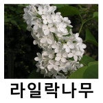 라일락나무 묘목 백색라일락 백화라일락 접목1년 : 언니농원