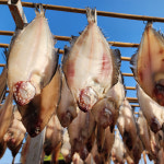 울릉수산 국내산 반건조 기름 가자미 10미 물가자미 조림 구이용 미주구리 가재미 : 네이쳐앤코