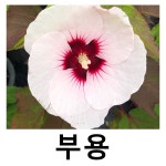 부용 야생화 졸리하트 2리터 포트묘 17cm : 언니농원