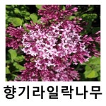 라일락나무 묘목 왜성향기라일락 레드픽시 스탠다드형 : 언니농원