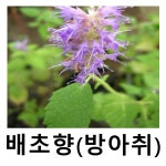 배초향 방아풀 포트묘 15개묶음 : 언니농원