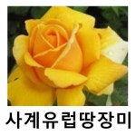 사계유럽땅장미나무 묘목 란도라 : 언니농원