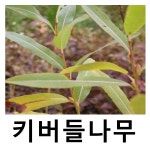 키버들나무 묘목 고리버들 키120cm 8주묶음 : 언니농원