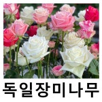 독일장미나무 묘목 탄타우로즈 요한울브강본괴테 땅장미 : 언니농원