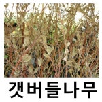 갯버들나무 묘목 키100cm 10주묶음 : 언니농원
