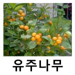 유주나무 묘목 키30-40cm 결실주 : 언니농원
