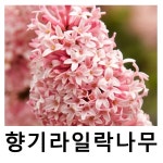 향기라일락나무 프레스토니아 미스캐나다 포트묘 : 언니농원