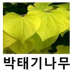 자엽박태기나무 묘목 황금잎박태기 접목1년 특묘 : 언니농원