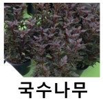 자엽국수나무 묘목 올블랙 포트묘 2개묶음 : 언니농원